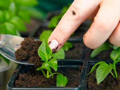 Секрети міцної та здорової розсади: нюанси вирощування