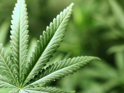 В Україні з’явилась елекронна система «єКоноплі»: що вона передбачає