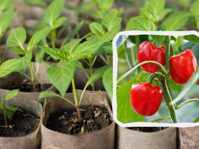 Весняне підживлення перцю: що додати в ґрунт для щедрого врожаю?
