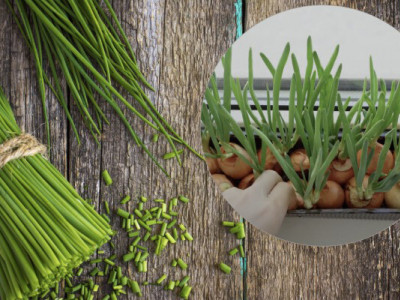 Чи безпечно вживати цибулю, пророщену на підвіконні у воді