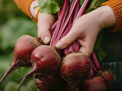 Як виростити червоний буряк солодким: корисні поради
