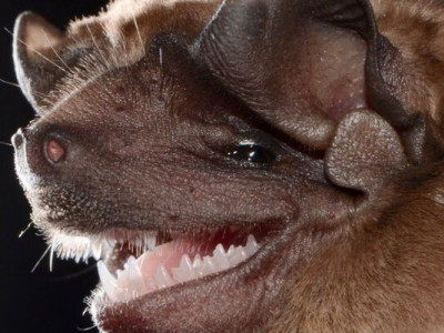 Кажани Бразилії можуть бути носіями нового штаму коронавірусу, який може становити загрозу для здоров'я людини