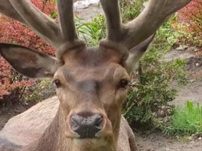 За роги оленя Бориса колекціонери готові заплатити понад 1000 євро (ВІДЕО)