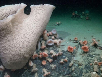 Нові види морського життя, виявлені під крижаним покривом в Антарктиді після відколу айсберга