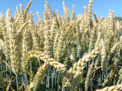 Ціна пшениці зростає — їй не шкодить фінансова криза