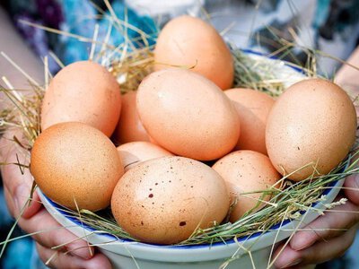Жовток із сюрпризом: куди котиться яєчний бізнес України