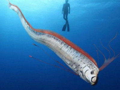 Вчені розгадали таємницю риби судного дня