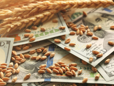 Ціни на пшеницю в Україні зростають на тлі високого попиту та обмеженої пропозиції, попри зниження світових котирувань