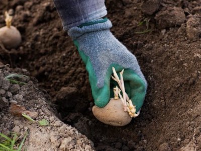 Як правильно використовувати попіл під час посадки картоплі для великого врожаю