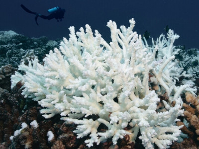 84% коралів Землі у критичному стані через рекордне знебарвлення