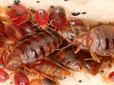 Мутація клопів викликає тривогу: ці паразити стали стійкими до популярних інсектицидів