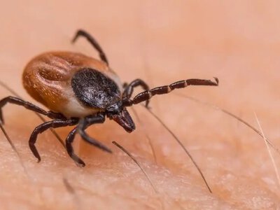 Шокуючі дані: кожен третій із досліджених кліщів заражений бореліозом