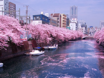 Японське ханамі в Україні: де подивитися на квітучі сакури