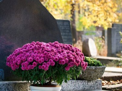 Квіти памʼяті: рослини, які найкраще посадити на могилі