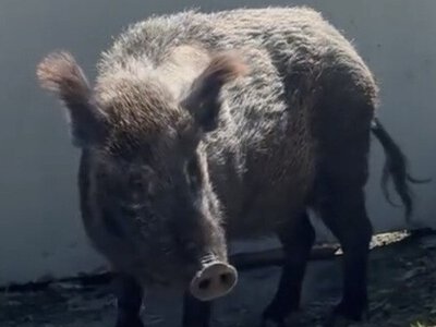 «Ручний кабанчик шукає дім»: тварина понад два тижні блукає вулицями