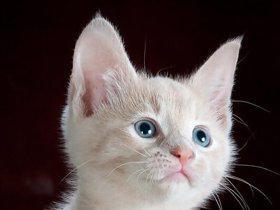 Чому котів треба часто годувати