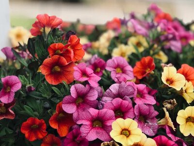 Маленький секрет для пишних петуній