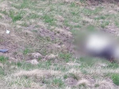 Загадкова знахідка на кордоні: прикордонники не очікували такого побачити