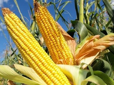 Українська кукурудза грає жорстко: чому ціна йде тільки вгору