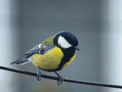 Науковці визначили музичні смаки синиць