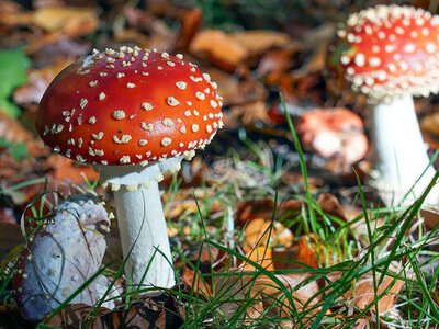 12-річна дитина отруїлася мухоморами