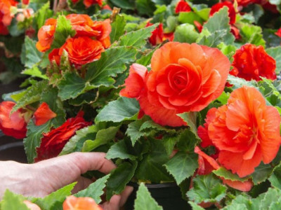 Чому варто посадити бегонію?