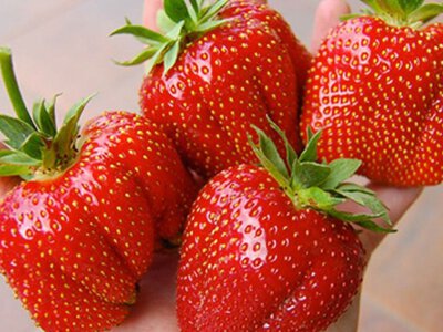 Полунична криза: ви не повірите, чому цього літа може не стати улюбленої ягоди українців