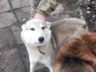 Дикий вовк прийшов по допомогу до військових: йому допомогли