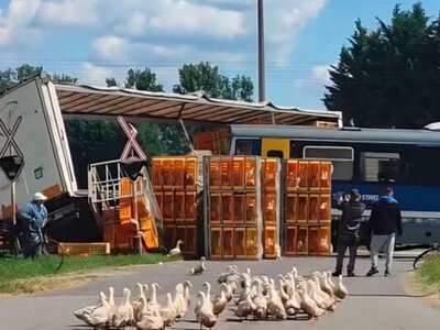 Товар розбігся по полю: біля Ніредьгази вантажівку з качками протаранив пасажирський поїзд (ФОТО, ВІДЕО)