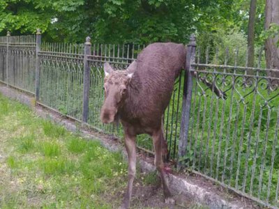 На Чернігівщині лось застряг в огорожі садиби Лизогубів (Фото)