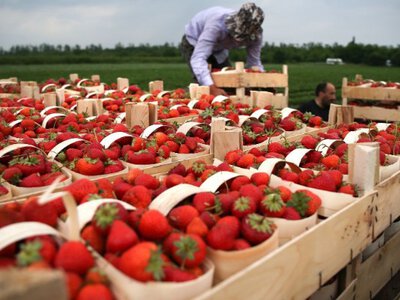 Дрібна та несолодка: полуниця із Закарпаття шокує не тільки смаком, але і цінами