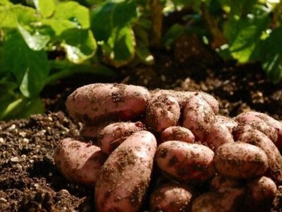 Городники шоковані: простий спосіб виростити картоплю без хімії і втрат!
