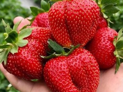 Полуниця на ринках стрімко дешевшає: скільки коштує та чи є ажіотаж (ВІДЕО)
