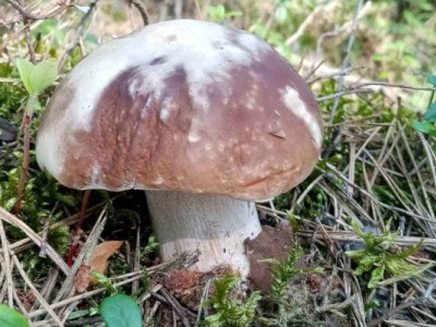 В Україні почалася грибна лихоманка: білі гриби з'явилися раніше за всі очікування!