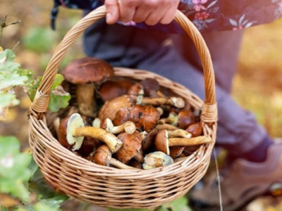 Сенсація в Ясіня! Як місцеві дари природи підкорять Україну та Європу!