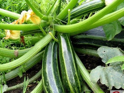 Що робити, коли кабачки жовтіють та не ростуть: перевірені поради
