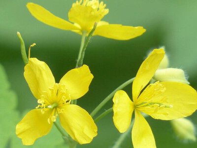 Як на дачній ділянці можна використовувати чистотіл