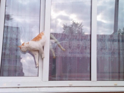 Пригоди чотирилапих: як врятували двох собак і кота, який застряг у вікні