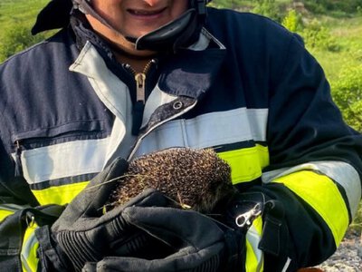 Рятувальники врятували їжачка з палаючої трави