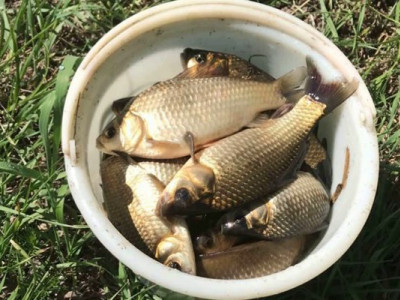 Як зловити гігантського коропа: місця і секретна приманка, про які ви не чули!