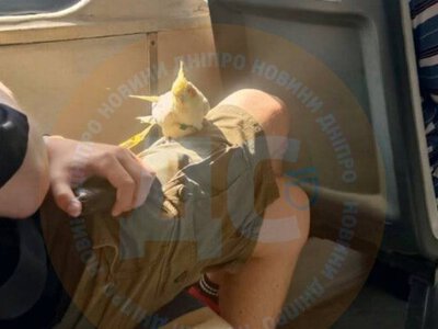 У трамваї Дніпра мандрував незвичний пернатий пасажир, який зачарував містян