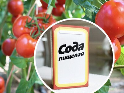 Від фітофтори помідори може врятувати сода