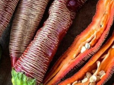 Унікальний перець з македонськими традиціями: на Вінниччині фермерка вирощує «вишиті» овочі