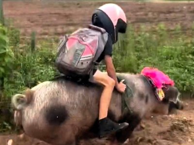 Мій кабан — мій друг: хлопець їздить до школи верхи на свині