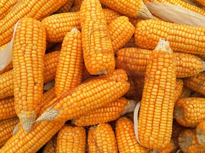 Експортний попит на українську кукурудзу залишається стабільно високим: що зміниться з липня