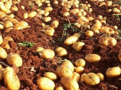 Українські вчені працюють над сортами картоплі для переробки: акцент на чипси, крохмаль і ранню продукцію