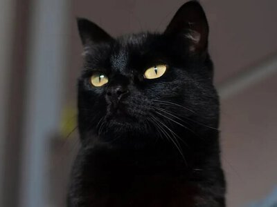 Коли котик не зводить з вас очей: що стоїть за цією звичкою