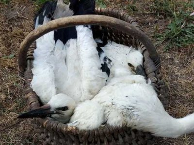 Трьох лелеченят врятували від голодної смерті