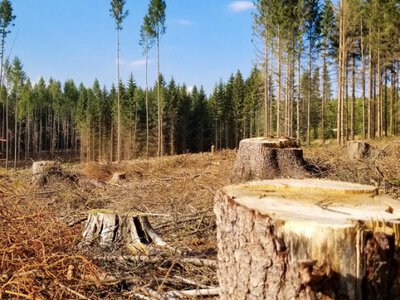 Скандал на рейках: Укрзалізницю звинувачують у знищенні зелених зон!
