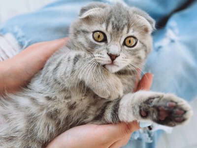 Чи справді існують гіпоалергенні коти?